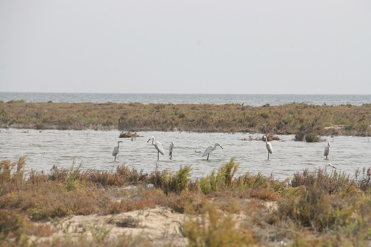 Lake Bardawil